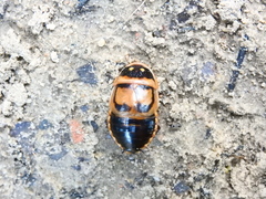 Blaberinae