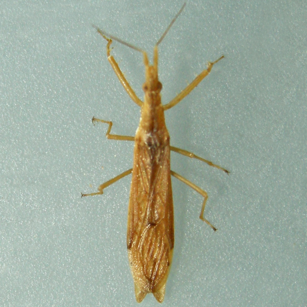Pnirontis