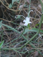 Dianthus strictus