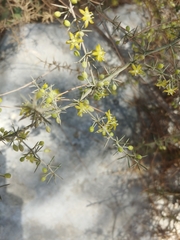 Asparagus aphyllus