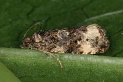 Apotomis sororculana