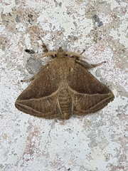 Natada fusca