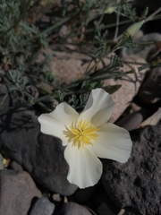 Eschscholzia californica