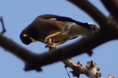 Acridotheres tristis