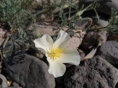 Eschscholzia californica