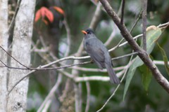Hypsipetes madagascariensis