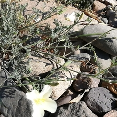 Eschscholzia californica