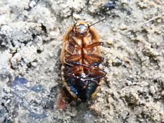 Blaberinae