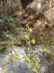 Asparagus aphyllus