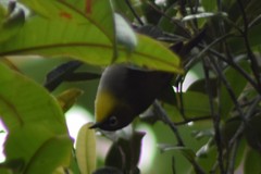 Zosterops maderaspatanus