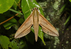 Cechetra lineosa