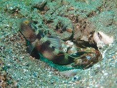 Cryptocentrus fasciatus
