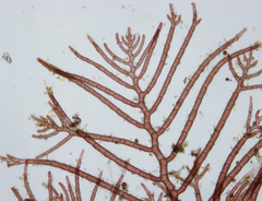 Callithamnion tetricum