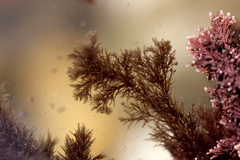 Callithamnion tetricum