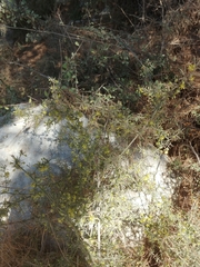 Asparagus aphyllus
