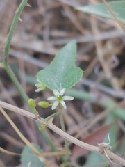 Smilax aspera