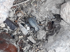 Cryptoglossa variolosa