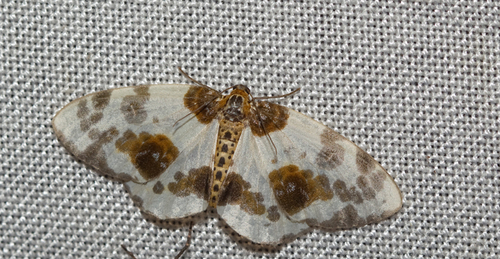 Clouded Magpie, Goirle, NL-NB, NL, photo 8 of 10