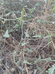 Smilax aspera