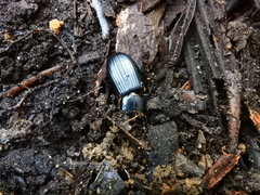 Coleoptera