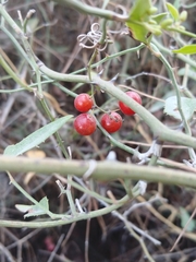 Smilax aspera