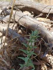 Stachys palaestina