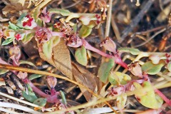 Euphorbia ocellata ocellata