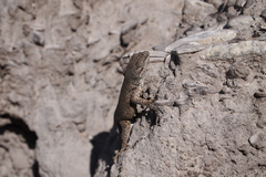 Sceloporus maculosus