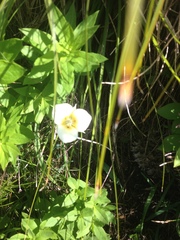Calochortus apiculatus