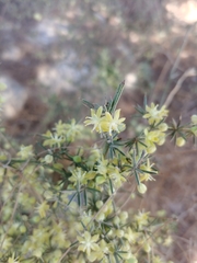 Asparagus aphyllus