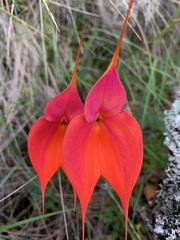 Masdevallia veitchiana