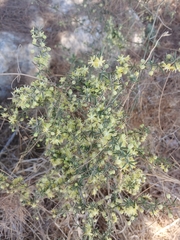 Asparagus aphyllus