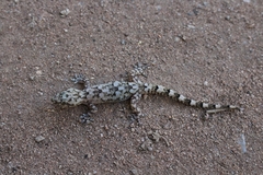 Hemidactylus tasmani