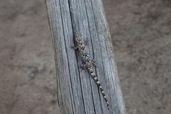 Hemidactylus tasmani