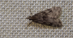 Eudonia truncicolella