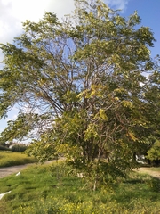 Ailanthus altissima