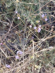 Plumbago europaea