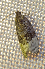 Apotomis betuletana