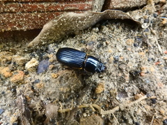 Coleoptera