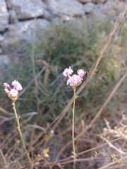 Plumbago europaea