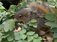 Sciurus niger