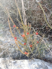 Osyris alba