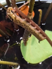 Eupanacra elegantulus