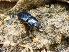 Coleoptera