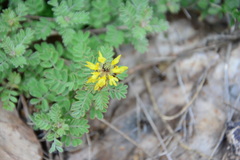 Dalea lutea