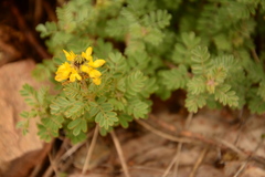 Dalea lutea