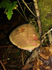 Xerocomellus diffractus