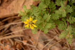 Dalea lutea