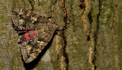Catocala sponsa