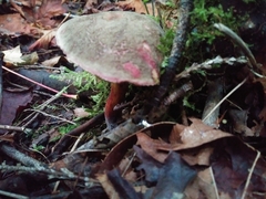 Xerocomellus diffractus